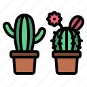 spring, cactus, plant, nature, pot