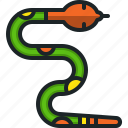 snake, anaconda, animal, kingdom, wildlife, reptile