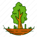 forest, leaf, nature, plant, tree