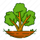 forest, leaf, nature, plant, tree