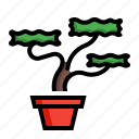 bonsai, plant, pot, tree