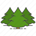 conifer, fir, forest, nature, park, spruce, tree