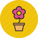 flower, nature, pot, present