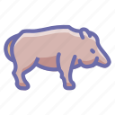 animal, boar, pig