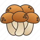 brown, edible, fungi, mushroom, shimeji