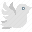 dove, bird, love, marriage, peace, wedding, white