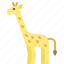 animal, giraffe, jungle, nature, wildlife, zoo