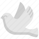 bird, peace, pigeon, wings, dove, animal, wedding