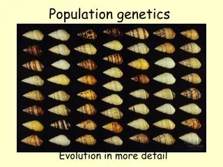 Population genetics