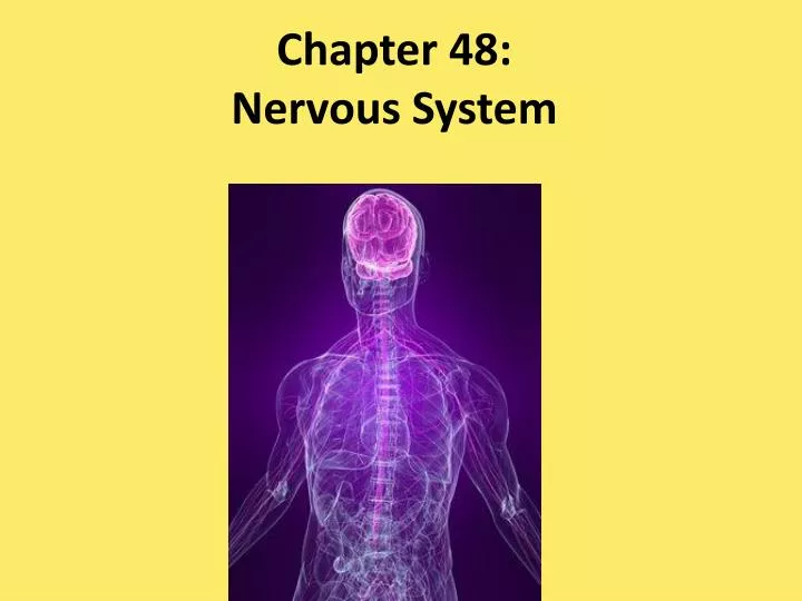 chapter 48 nervous system