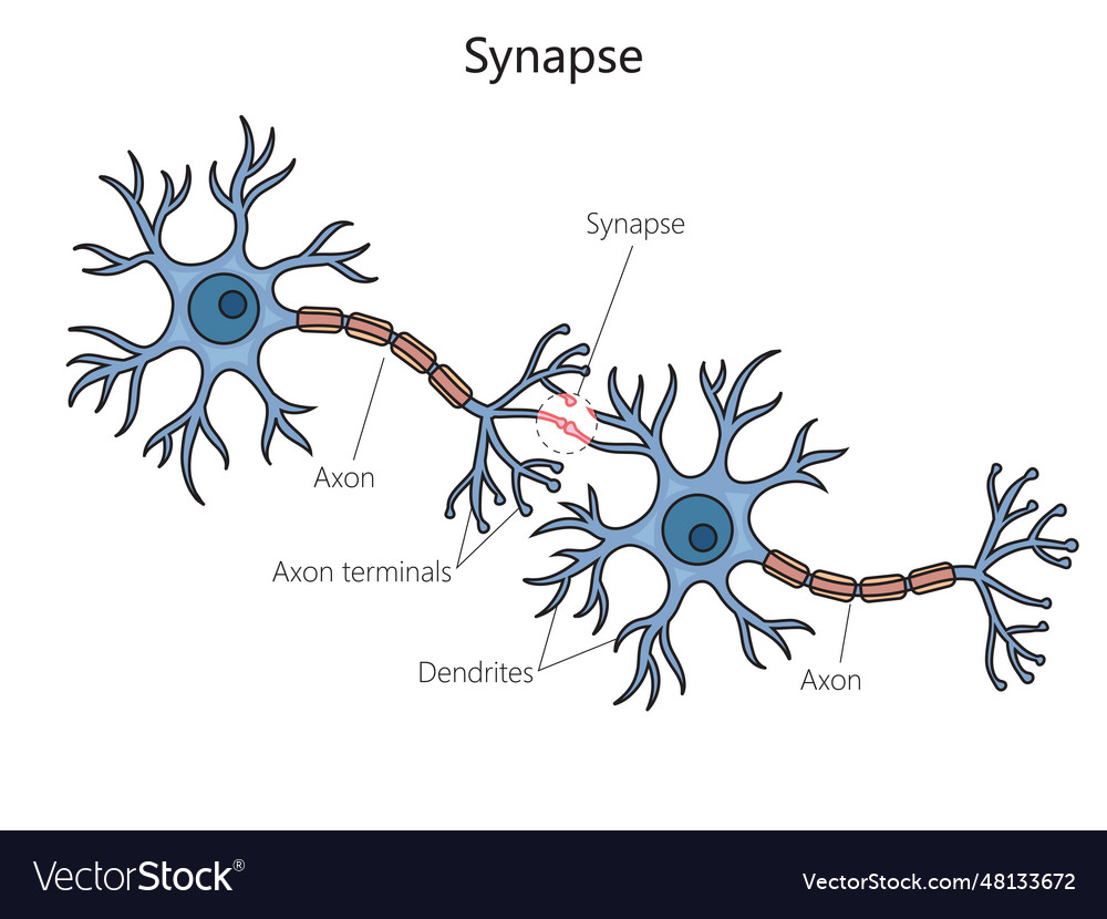 Inhibitorische Synapse