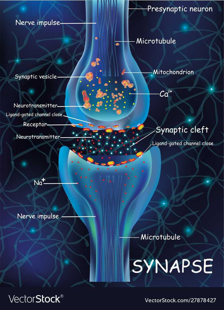 The Anatomy Of A Synapse Labeled