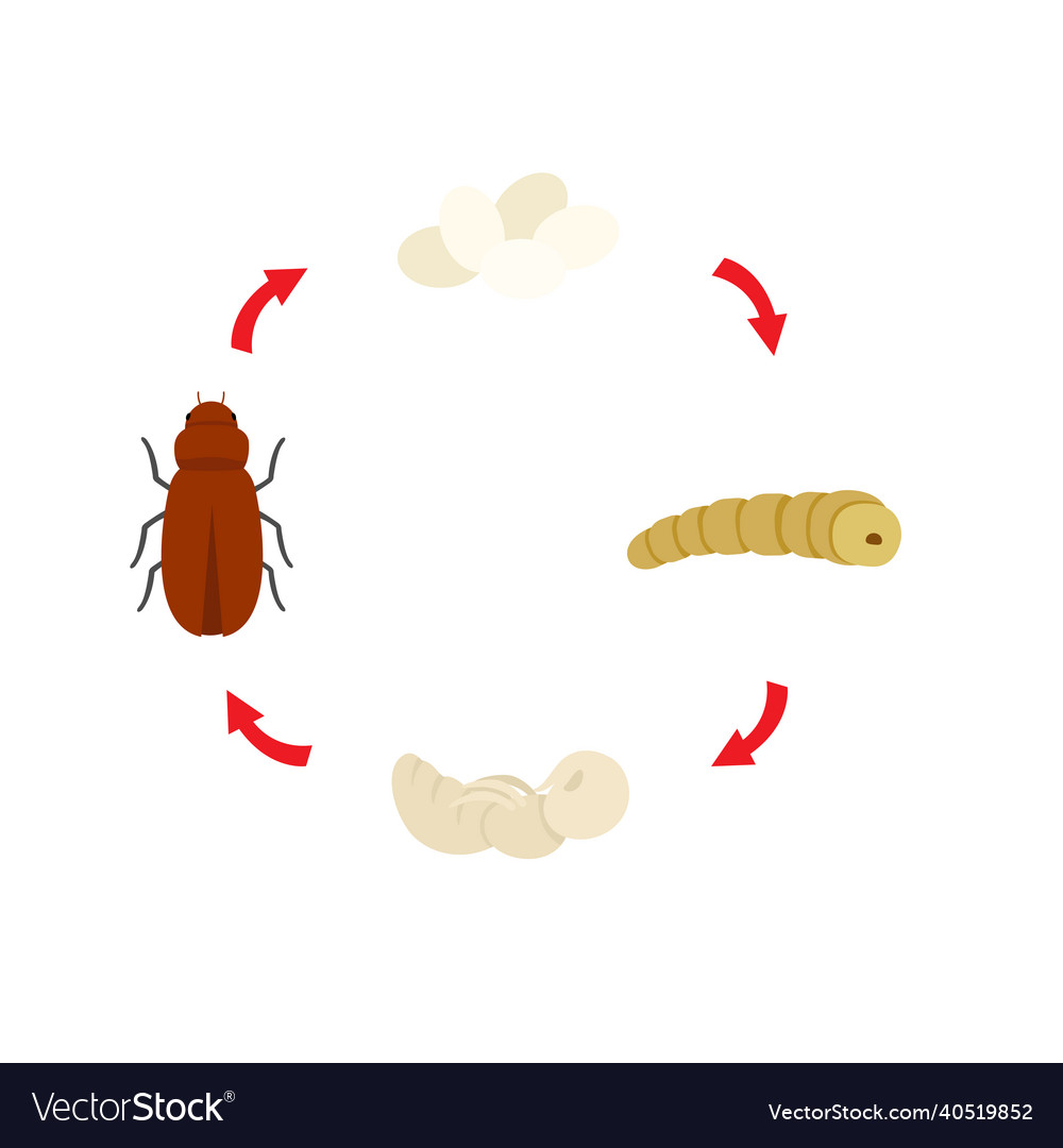 Life cycle mealworm Royalty Free Vector Image - VectorStock