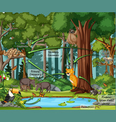 Diagram showing food web in rainforest Royalty Free Vector