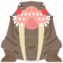 animal, arctic, mammal, ocean, seal, walrus