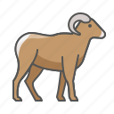 animal, bighorn, ram, wild