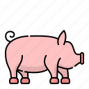 animal, animals, pig