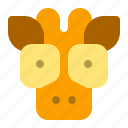 animal, animals, giraffe, jungle, nature, zoo