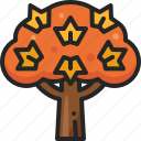 maple, fall, autumn, plant, wood, tree, nature