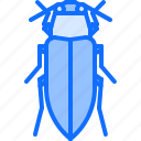 beetle, bug, insect, animal, nature