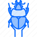 beetle, bug, insect, animal, nature