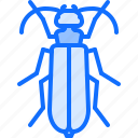 beetle, bug, insect, animal, nature