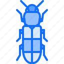 beetle, bug, insect, animal, nature