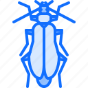 beetle, bug, insect, animal, nature