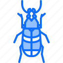 beetle, bug, insect, animal, nature