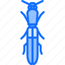 beetle, bug, insect, animal, nature