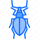 beetle, bug, insect, animal, nature