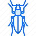 beetle, bug, insect, animal, nature