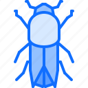 beetle, bug, insect, animal, nature