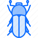 beetle, bug, insect, animal, nature