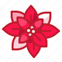 blossom, botanical, flower, nature, petals, poinsettia