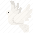 dove, pigeon, bird, wings, animal