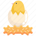 hatch, chick, spring, egg, animals