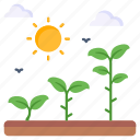 sunlight, photosynthesis, agriculture, gardening, farm