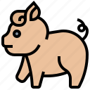 animal, domestic, farm, livestock, pig