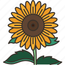 sunflower, flora, plant, garden, nature