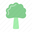 vegetable, gastronomy, healthy, food, broccoli, tree, fruit