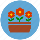 garden, gardening, flowers, flowers pot, nature