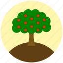 garden, gardening, apple, plant, tree, fruit