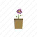 flower, flowerpot, garden, nature, plant