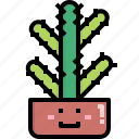 cacti, cactus, desert, euphorbia, nature, pot, summer