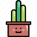 cacti, cactus, cereus, desert, nature, pot, summer