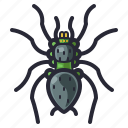 bug, halloween, insect, spider, tarantula