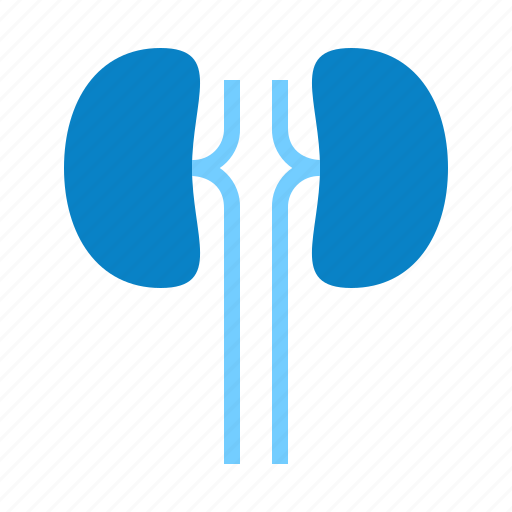 Anatomy, food, health, healthy, hospital, kidney, medicine icon - Download on Iconfinder