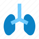 health, healthcare, human, lung, lungs, medical, organ