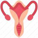 healthcare, gynecology, female, vagina, medical